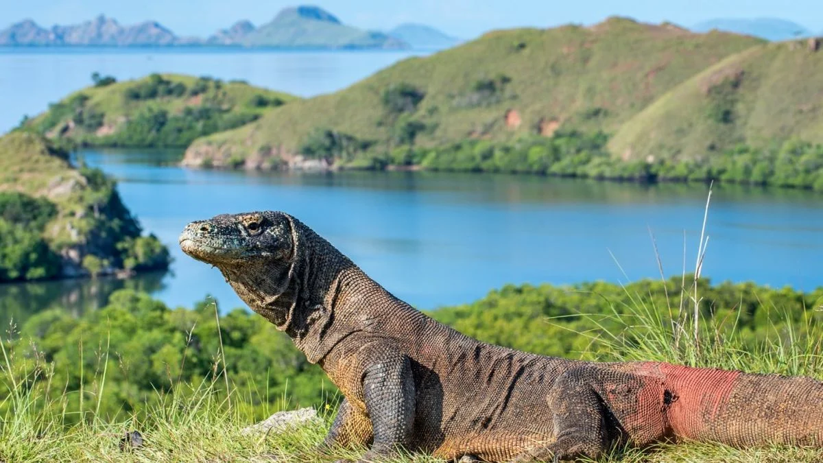 Cara Membeli Tiket Masuk Taman Nasional Komodo Online: Panduan Lengkap untuk Liburan Tak Terlupakan