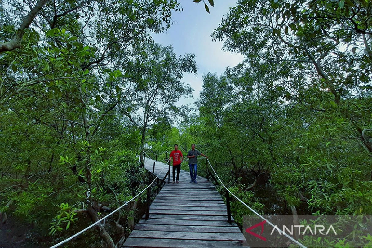 Destinasi Wisata Mangrove di Riau: Panduan Lengkap untuk Pecinta Alam
