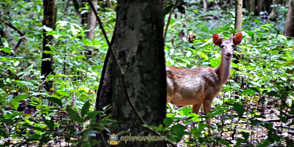 Destinasi Wisata Observasi Satwa Liar di Ujung Kulon