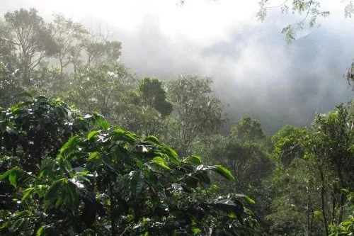 Destinasi Wisata Perkebunan Kopi di Aceh yang Wajib Anda Kunjungi