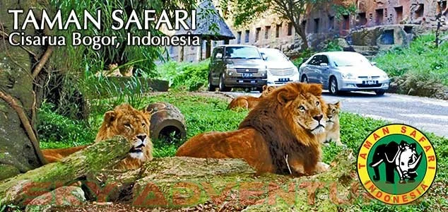 Destinasi Wisata Satwa di Taman Safari Indonesia – Panduan Lengkap & Tips Hemat
