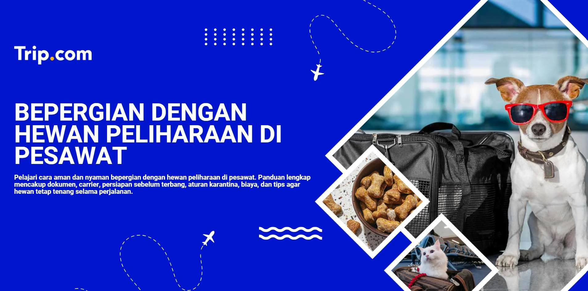 Panduan Transportasi Bagi Pelancong dengan Hewan Peliharaan: Tips Praktis & Hemat