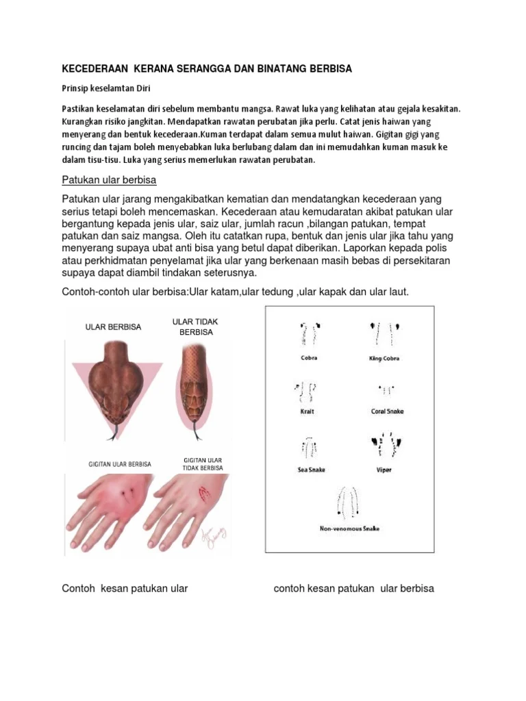 Tips menghindari gigitan serangga berbahaya saat trekking – Panduan lengkap